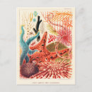 Search for echinoderm postcards Illustration