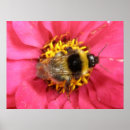 Search for bumblebee posters Photography
