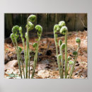 Recherche de plantes vertes posters Mother