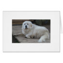 Search for great pyrenees dog postcards Animals
