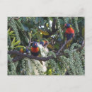 Recherche de oiseau australien cartes postales Oiseaux