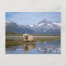 Search for steve postcards Alaska