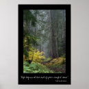 Recherche de forêt pin de posters Sapin