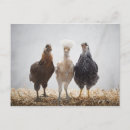 Recherche de trois animaux cartes postales Nature