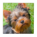 Search for looking up tiles Dog
