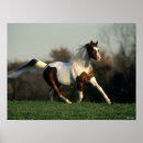 Search for horse breed posters Pinto