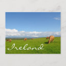 Search for grazing cows postcards Cattle