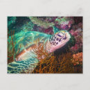 Search for diving horizontal postcards Coral