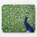 Search for birds of a feather electronics Pretty