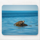 Recherche de phoque tapis souris Aquatique