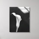 Search for black and white flowers canvas prints Lily