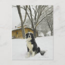 Recherche de chien neige cartes postales Assis