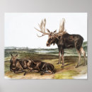 Search for cute moose posters Deer
