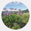 Search for agapanthus stickers Colour image