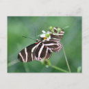 Search for zebra longwing Black