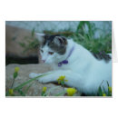 Search for gazing cards Feline