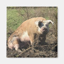 Recherche de porc gros Humour