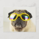Recherche de pug dog cartes postales Puppy