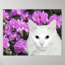 Search for white azalea posters Azaleas
