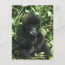Search for mountain gorillas postcards Wild