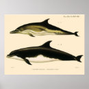 Recherche de océanographie posters Poisson