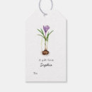 Recherche de crocus pourpre Aquarelle