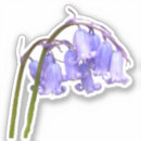 Search for bulbs labels Flower