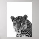 Search for black jaguar posters Animal