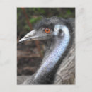 Search for emu postcards Outback