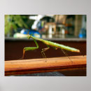 Search for praying mantis posters Green