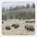 Search for yellowstone bison stickers Nature
