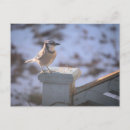 Search for jay bird postcards Photography