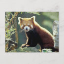 Recherche de petit panda cartes postales Rouge