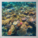 Search for great barrier reef posters Underwater