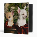 Search for biting office supplies Bob and pam langrish