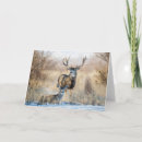 Search for buck mule deer postcards Winter