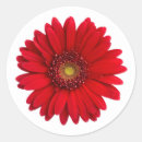 Search for red daisy stickers Gerbera