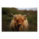 Search for scottish wildlife art Highlands
