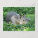 Search for capybaras postcards Wild