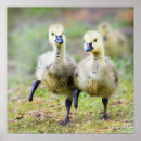 Search for canadian wildlife posters Animal