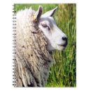 Search for cute sheep notebooks Livestock