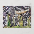 Recherche de zebra cartes postales Zoo