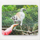 Recherche de lemur tapis souris Animaux