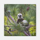 Recherche de lemur magnete Forêt