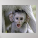 Recherche de babouin posters Regarder la caméra