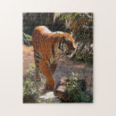 Recherche de tigre de bengale puzzles Animaux sauvages