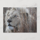 Recherche de gros chat cartes postales Panthère