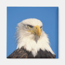 Recherche de de homer magnets Faune