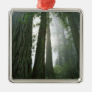 Search for strength ornaments Forest