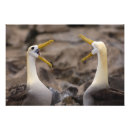 Search for albatross art Ocean